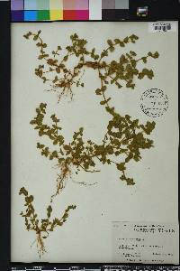 Lysimachia arvensis image