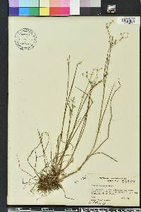 Juncus debilis image