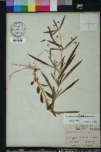 Lysimachia lanceolata image