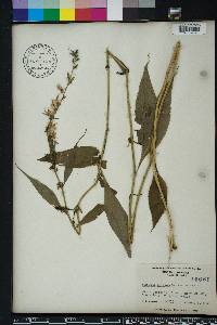 Campanulastrum americanum image