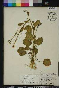 Cardamine bulbosa image