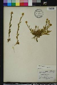 Polygala lutea image