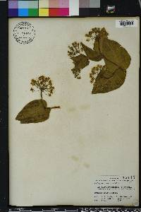Asclepias humistrata image