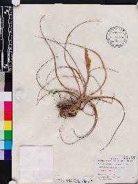 Tillandsia balbisiana image