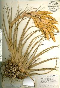 Tillandsia fasciculata var. densispica image