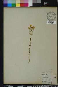 Sabatia angularis image