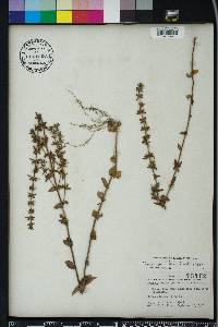 Sophronanthe pilosa image