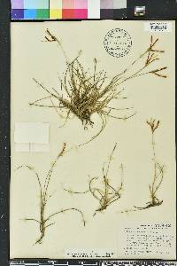 Tillandsia recurvata image