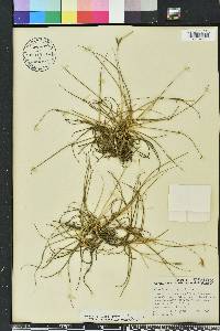 Tillandsia recurvata image