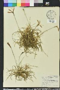 Tillandsia recurvata image