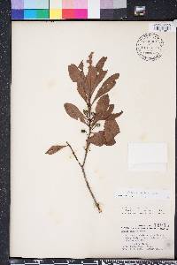 Myrica inodora image