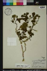 Crataegus marshallii image