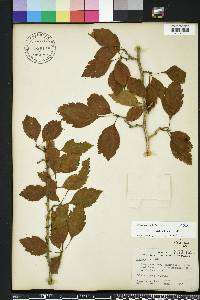 Crataegus viridis image