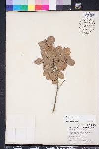Quercus myrtifolia image