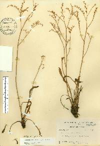 Limonium carolinianum image