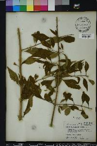 Forestiera acuminata image