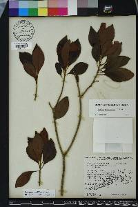 Sideroxylon salicifolium image