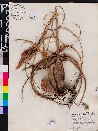 Tillandsia balbisiana image