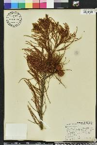 Taxodium ascendens image