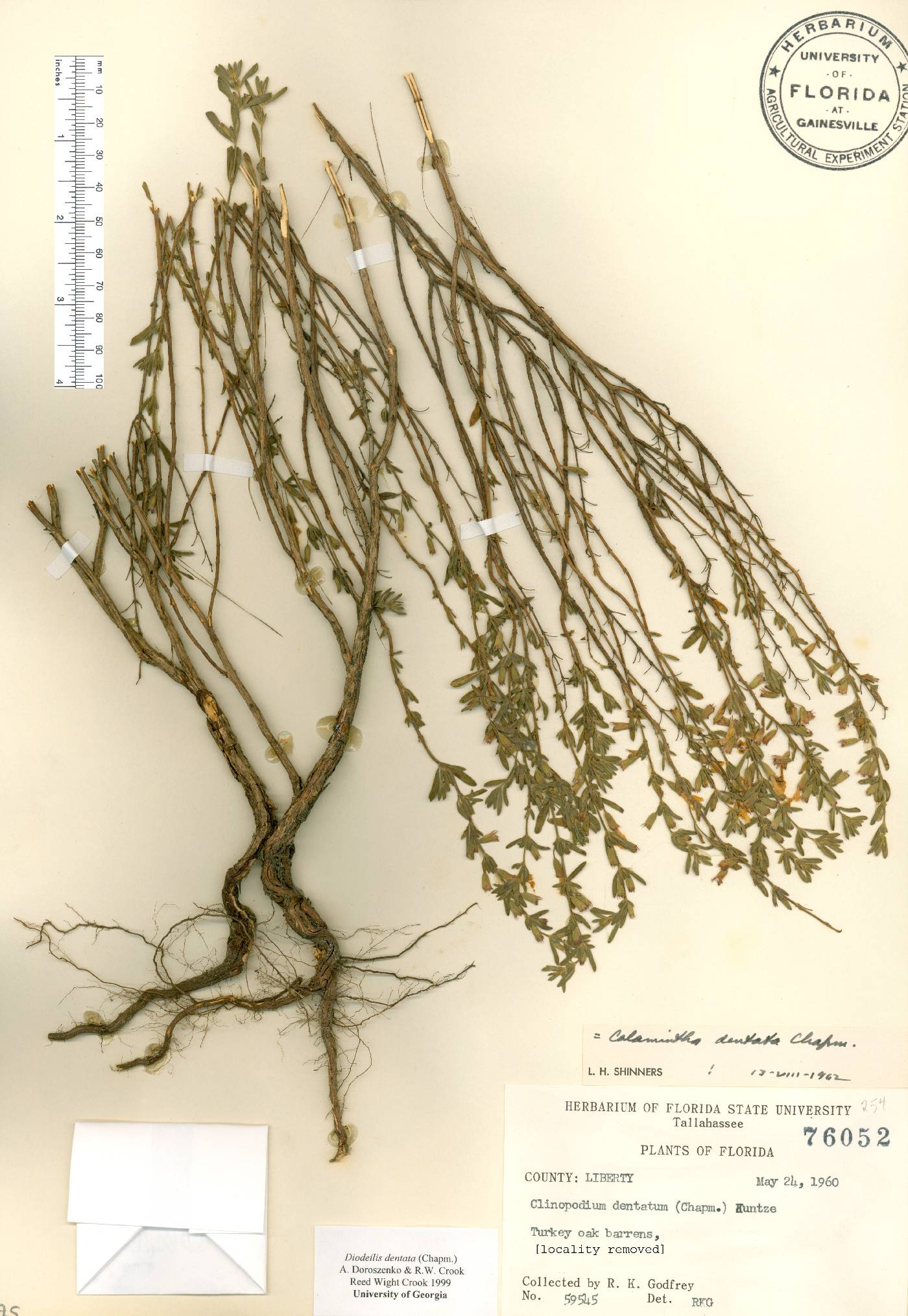 Calamintha dentata image
