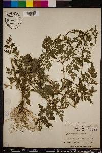 Bidens bipinnata image