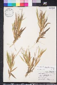 Dichanthelium strigosum var. glabrescens image