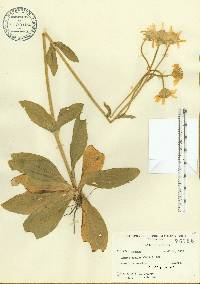 Arnica acaulis image