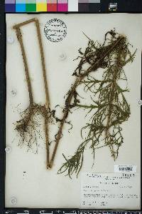 Eupatorium x pinnatifidum image