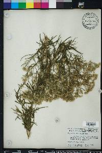 Eupatorium x pinnatifidum image