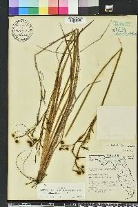 Sisyrinchium xerophyllum image