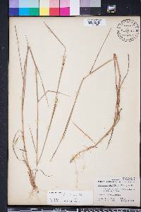 Schizachyrium sanguineum image