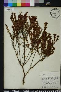 Hypericum fasciculatum image