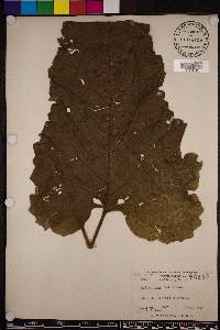 Arctium minus image