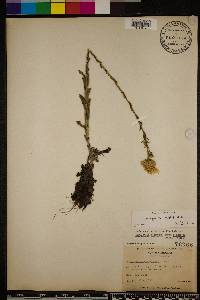 Chrysopsis gossypina subsp. gossypina image