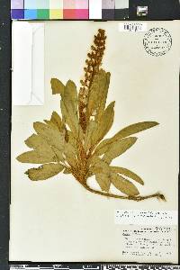 Lupinus diffusus image