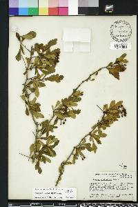 Crataegus spathulata image