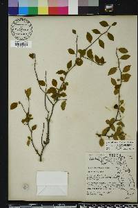 Ilex ambigua image