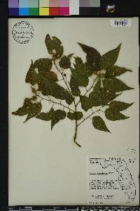 Celtis laevigata image