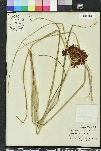 Cyperus planifolius image