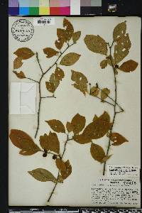 Ilex ambigua image