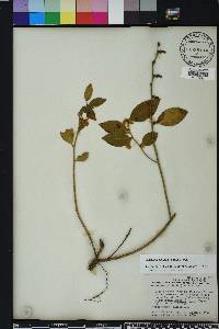 Leucothoe axillaris image