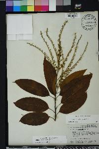 Oxydendrum arboreum image