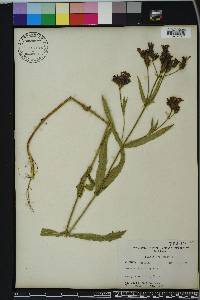 Verbena rigida image