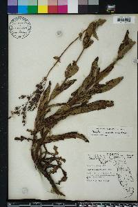 Penstemon multiflorus image