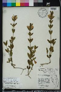 Dyschoriste oblongifolia image