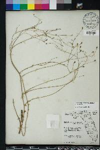 Wahlenbergia marginata image