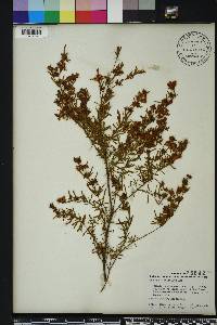 Hypericum galioides image