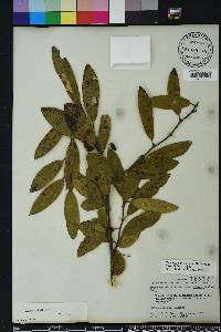 Nyssa sylvatica var. biflora image