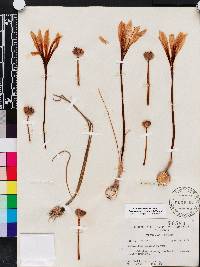 Zephyranthes treatiae image