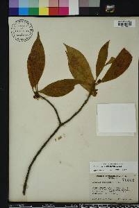 Illicium floridanum image